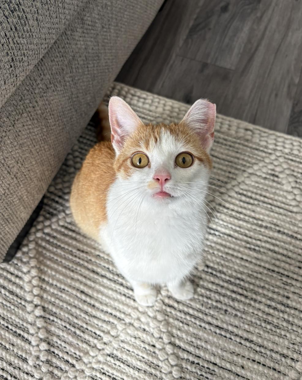 Creamsicle, ADOPTABLE, Young Female Domestic Short Hair.