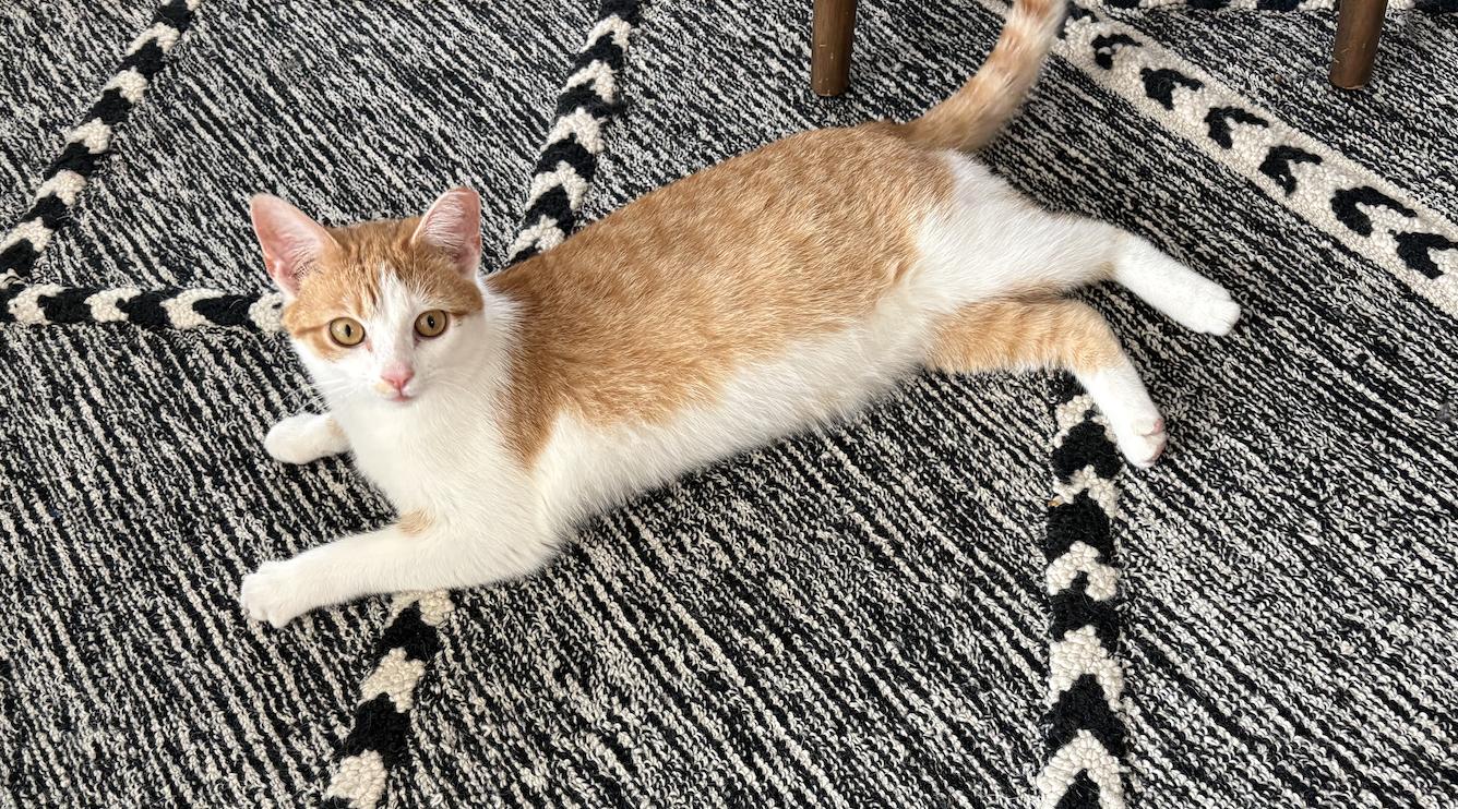 Enlarge Creamsicle, a ADOPTABLE Domestic Short Hair in Nashville, TN image 2/2