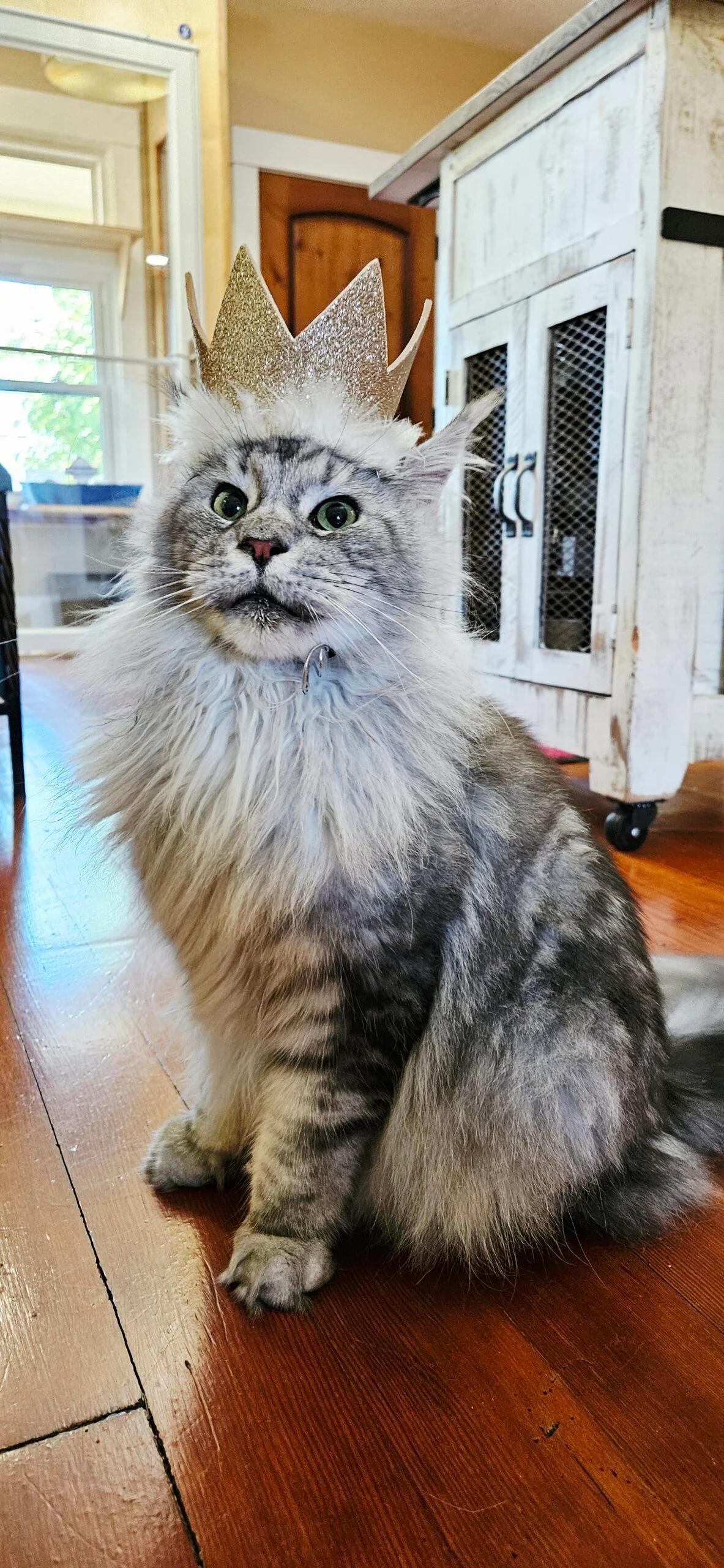 Enlarge Kiwi, a Adopted Maine Coon in Portland, OR image 1/3