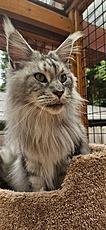 Enlarge Kiwi, a Adopted Maine Coon in Portland, OR image 2/3