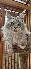 Enlarge Kiwi, a Adopted Maine Coon in Portland, OR image 3/3