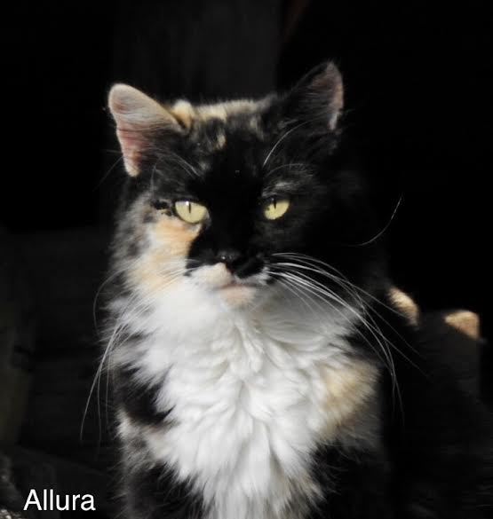 Colony Cats (CC), Adoptable, Young Male Domestic Long Hair.