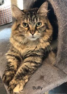 Enlarge Colony Cats (CC), a Adoptable Domestic Long Hair in Wells, ME image 2/18