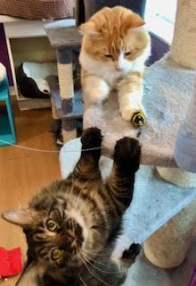 Enlarge Colony Cats (CC), a Adoptable Domestic Long Hair in Wells, ME image 5/18