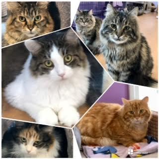 Enlarge Colony Cats (CC), a Adoptable Domestic Long Hair in Wells, ME image 6/18