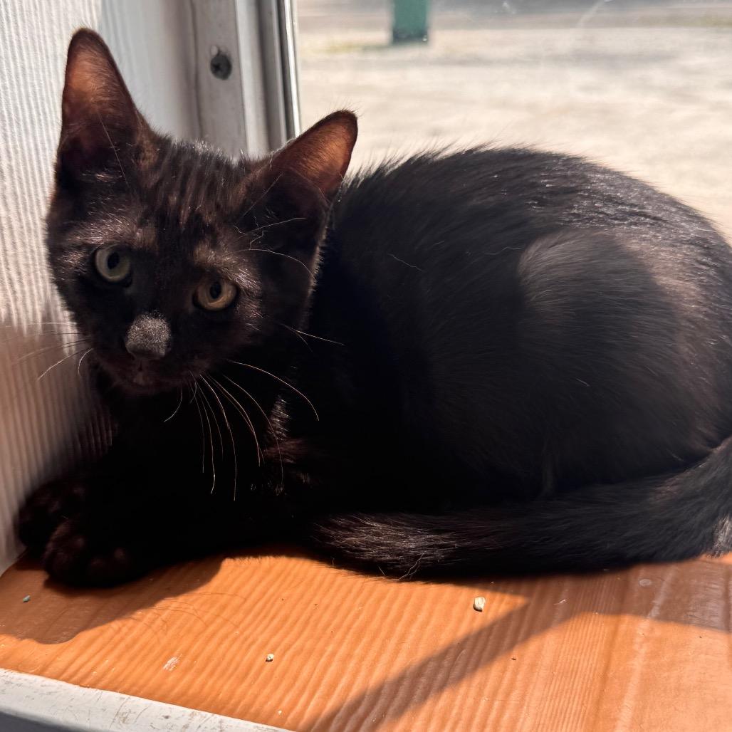 Charger, Adoptable, Kitten Male Domestic Short Hair.