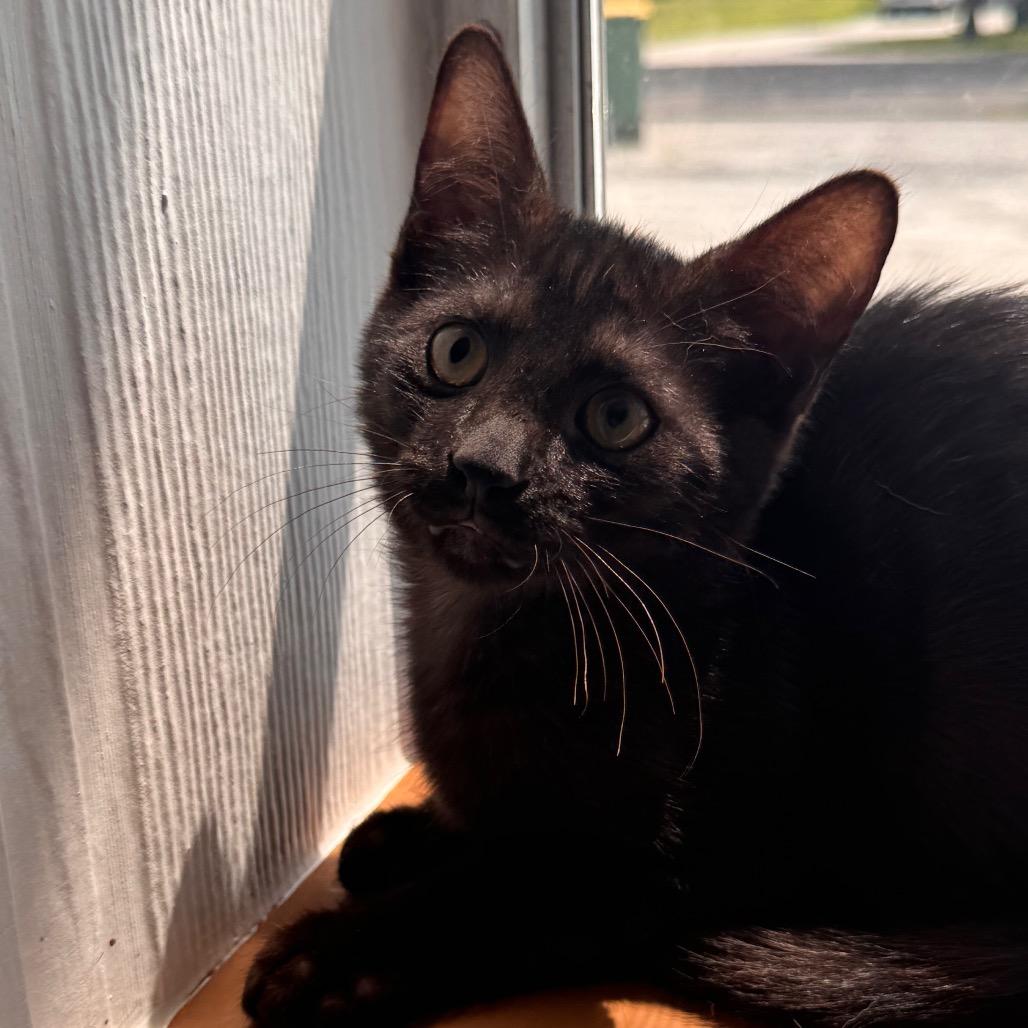 Charger, a Adoptable Domestic Short Hair in TITUSVILLE, FL image 2/3