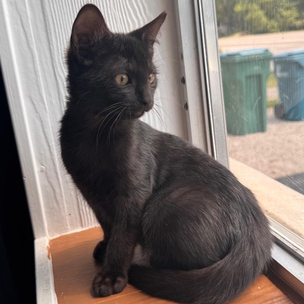 Charger, a Adoptable Domestic Short Hair in TITUSVILLE, FL image 3/3