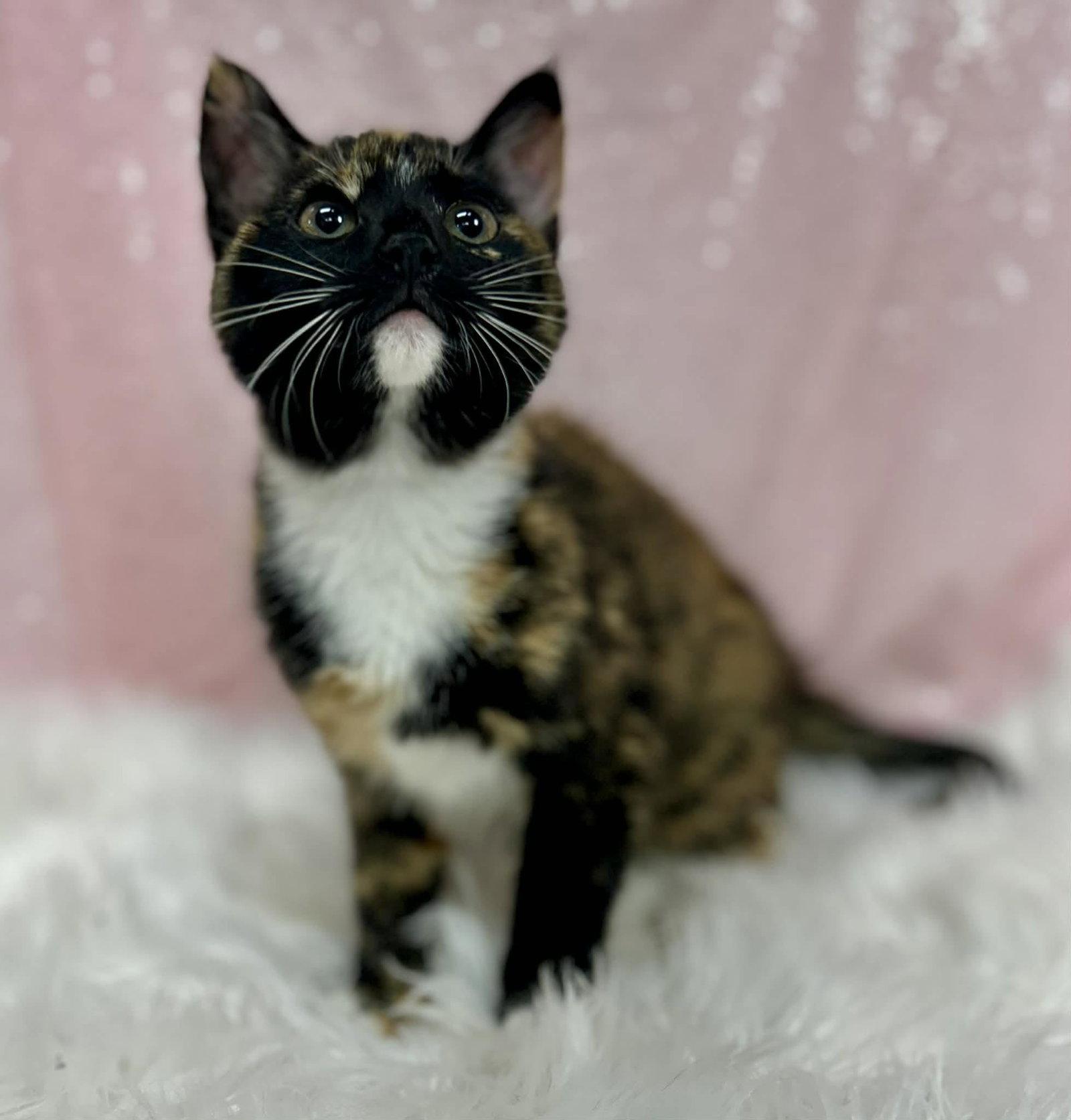 Enlarge Shell, a Adoptable Domestic Short Hair in Clarkesville, GA image 1/1
