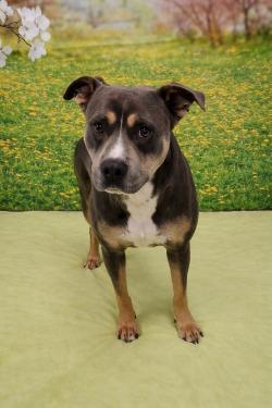 Monk, Adoptable, Young Male Terrier.