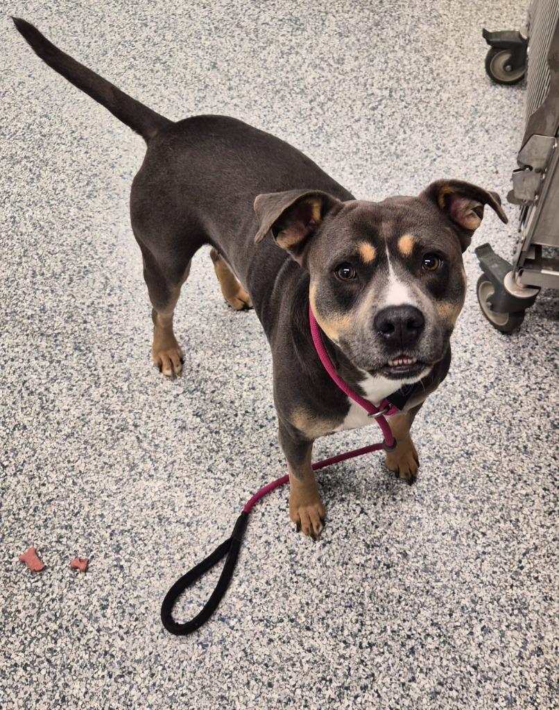 Enlarge Monk, a Adoptable mixed breed in Athens, TN image 2/3