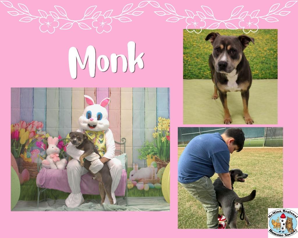 Enlarge Monk, a Adoptable mixed breed in Athens, TN image 3/4