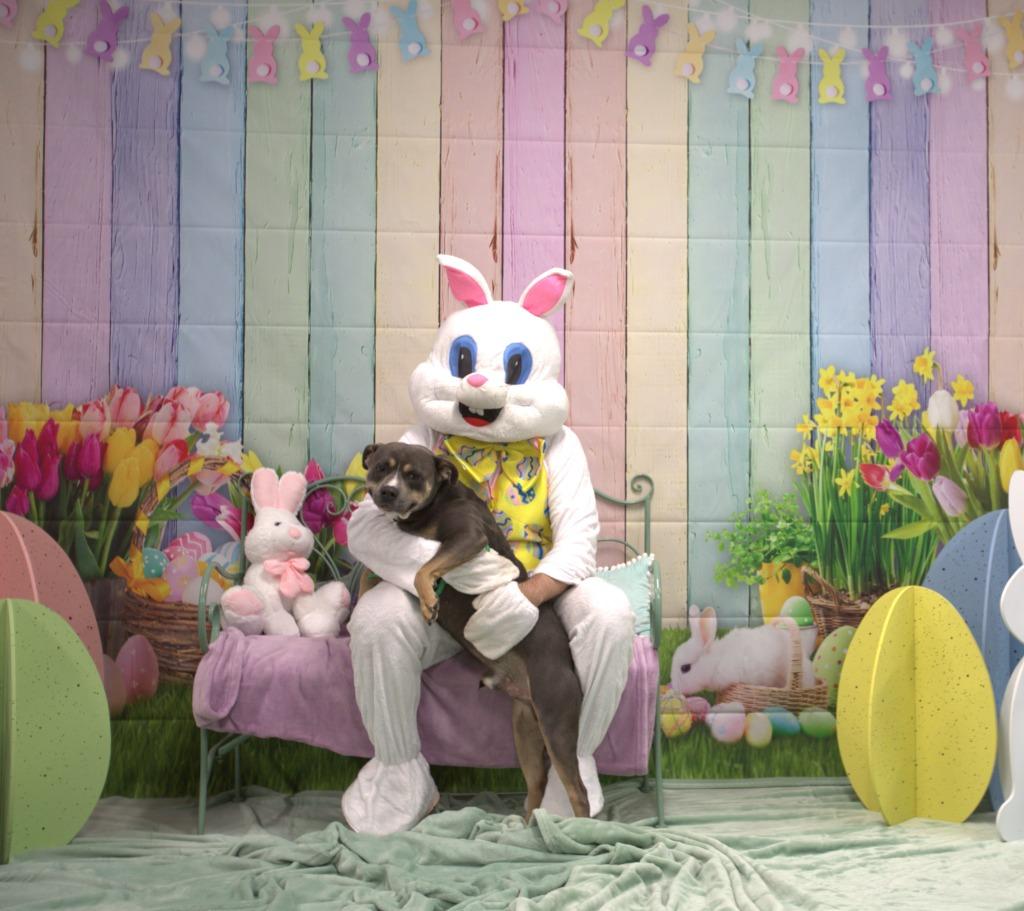 Enlarge Monk, a Adoptable mixed breed in Athens, TN image 3/3