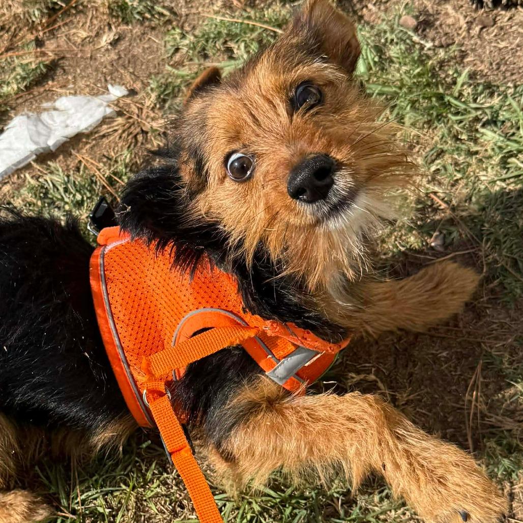 Theo Knox — thumbnail 2