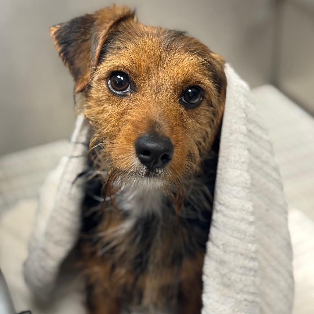 Theo Knox — thumbnail 4