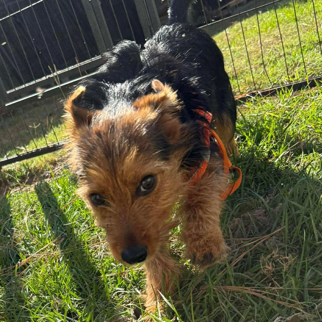 Theo Knox — thumbnail 5