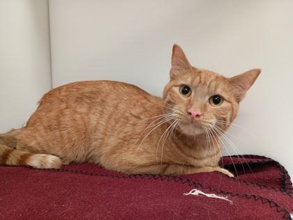 Enlarge Orville, a Adoptable Domestic Short Hair in Boulder, CO image 1/3