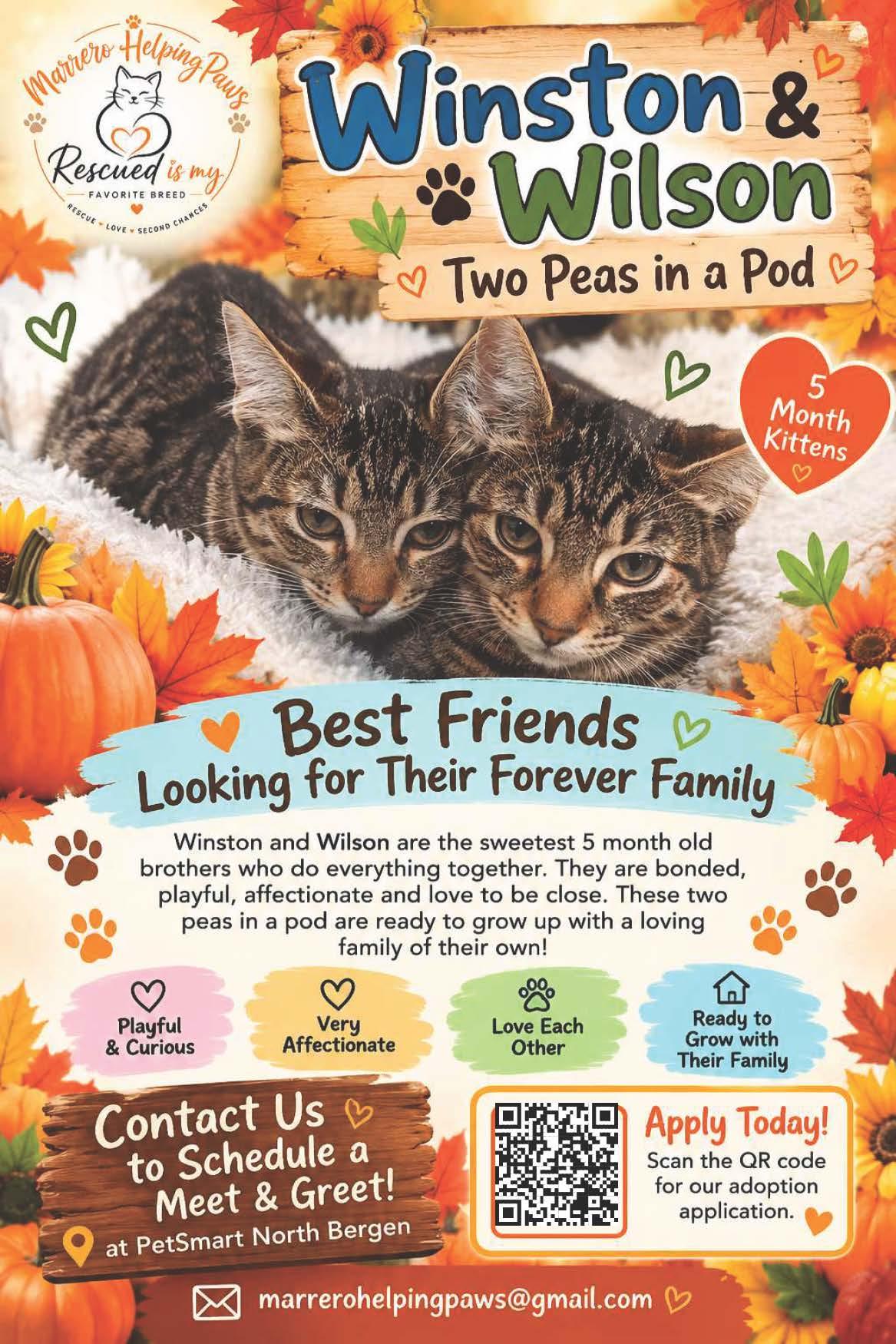 Winston & Wilson — Two Kittens, One Big Love Story, Adoptable, Young Male Tabby.