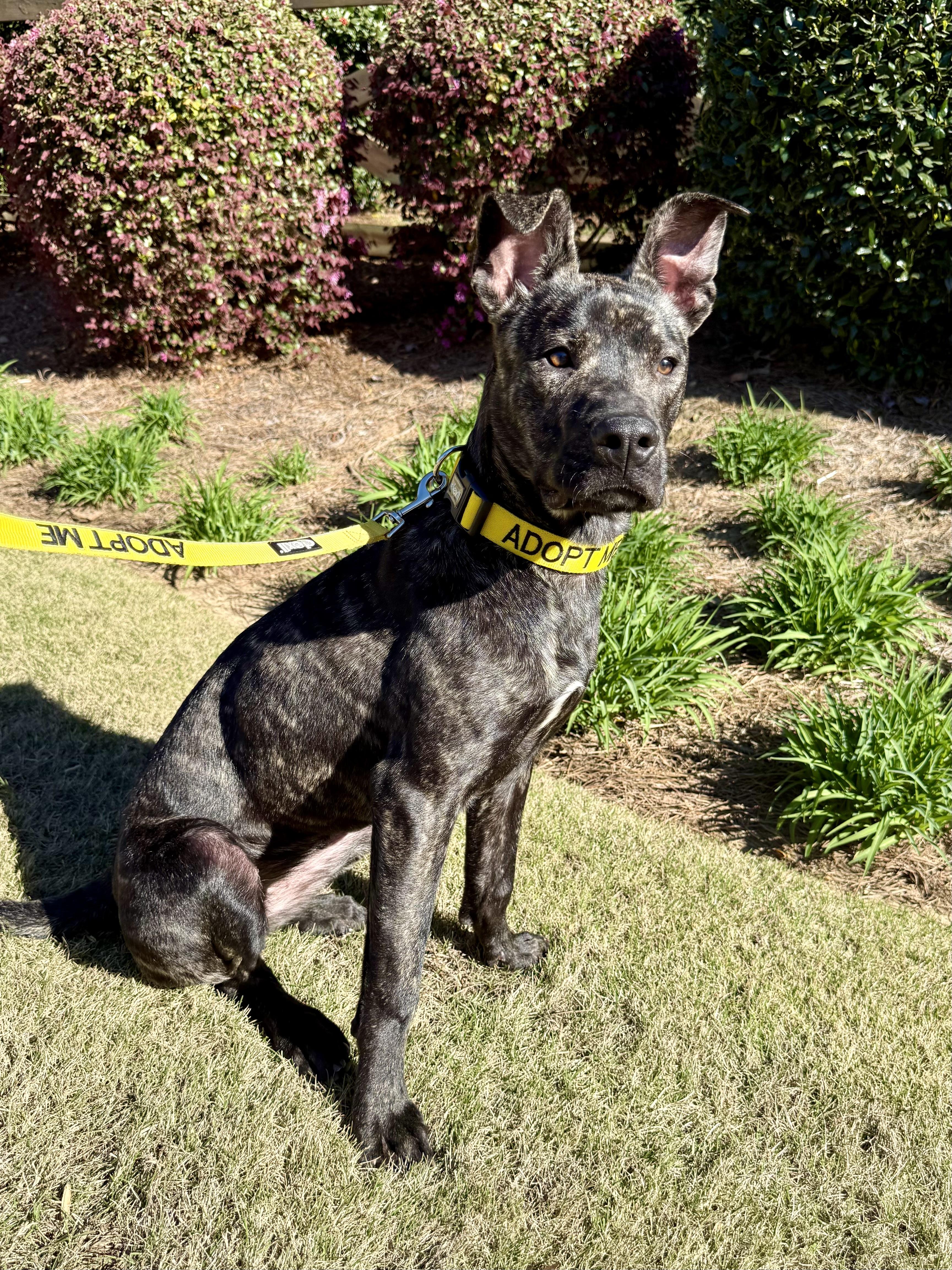 Tiny, Adoptable, Young Female Dutch Shepherd & Boxer.