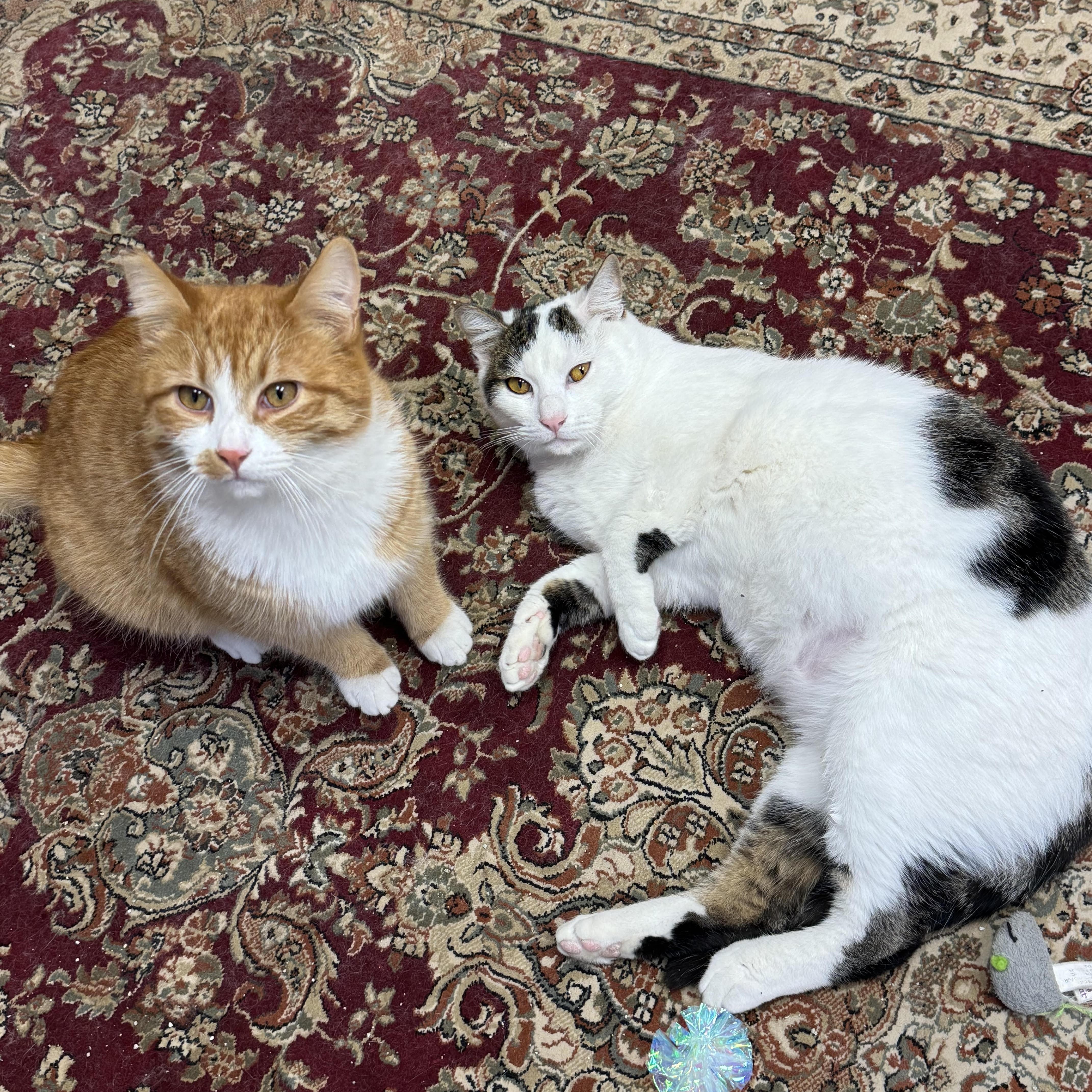 Courtesy Listing- Snip & Snapple, ADOPTABLE, Adult Male Domestic Short Hair.