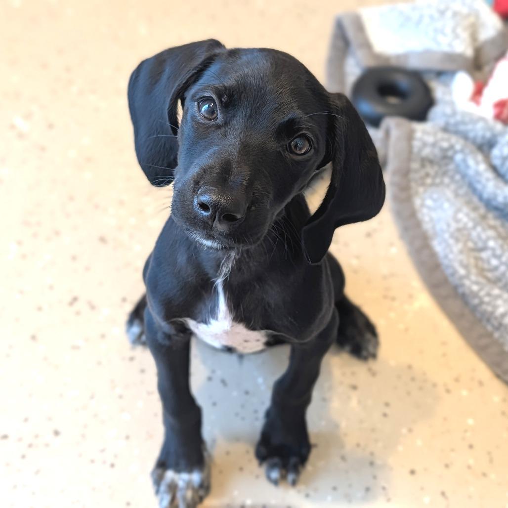 Enlarge Waylon, a Adoptable mixed breed in Fenton, MI image 1/1