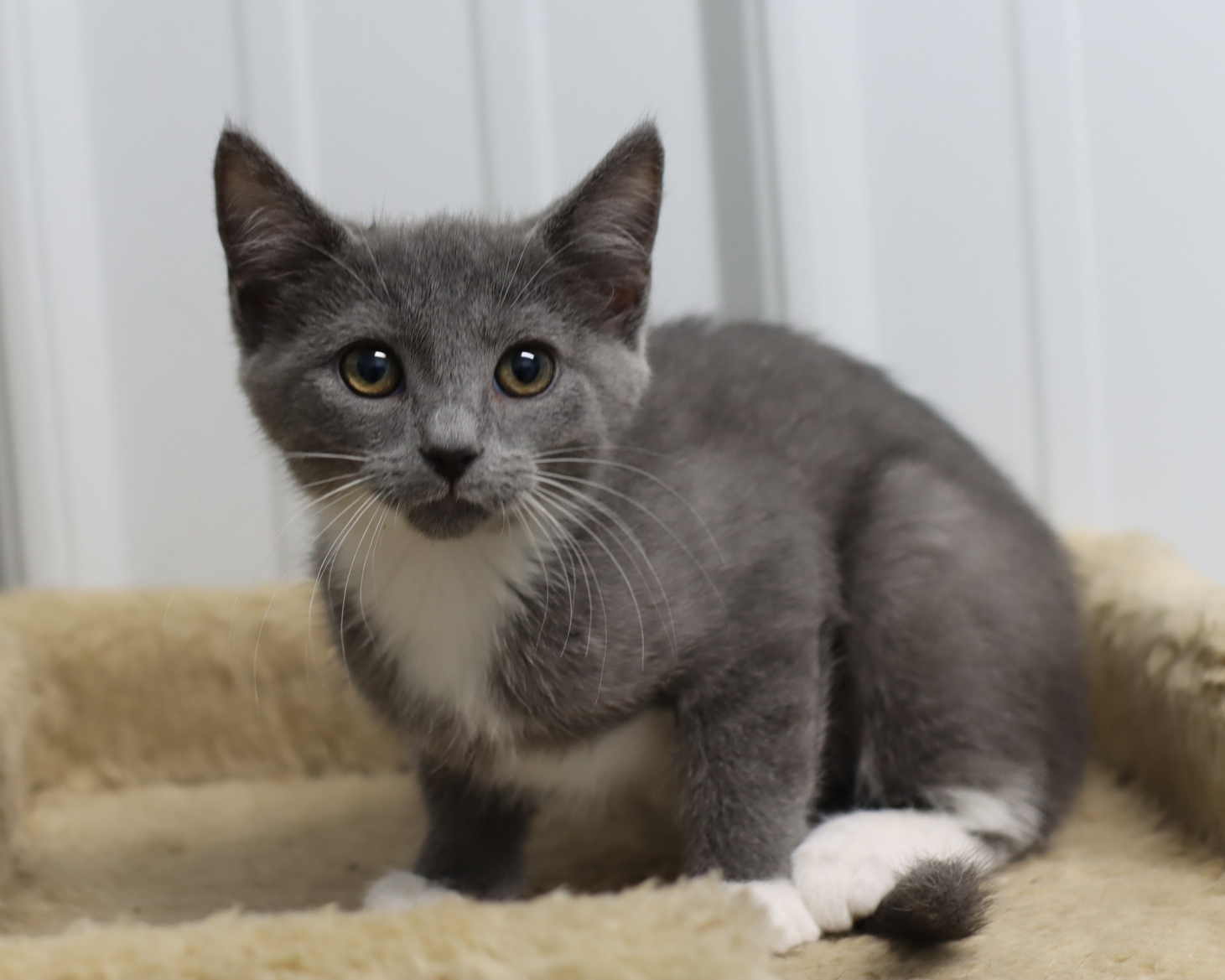 Cat for adoption Olivia Benson, a Domestic Short Hair Mix in