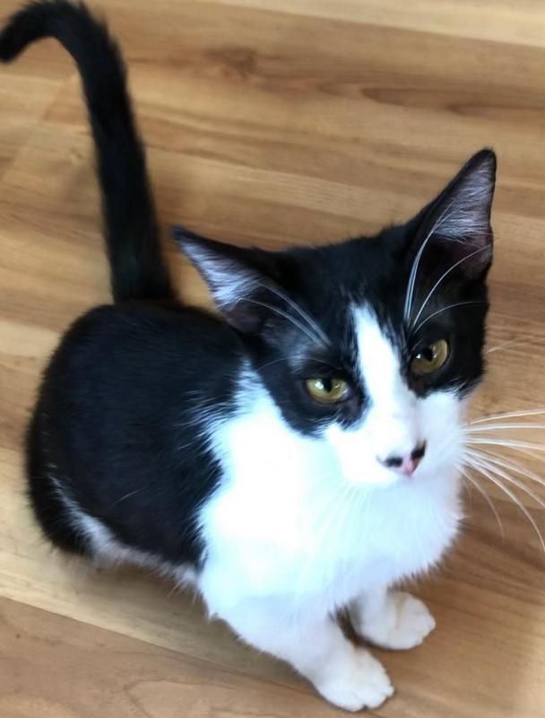 Charlie, an adoptable Tuxedo in Porter, TX_image-1