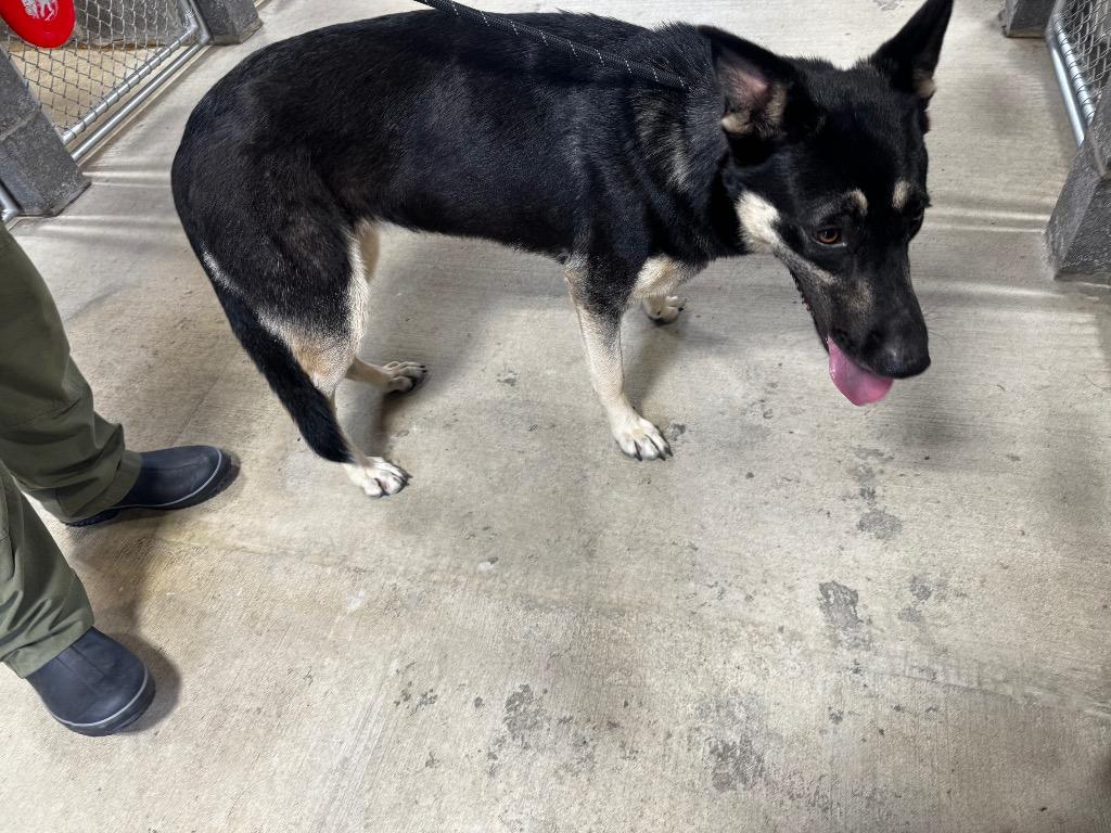 Enlarge Athena, a Adoptable mixed breed in Shelbyville, TN image 1/2
