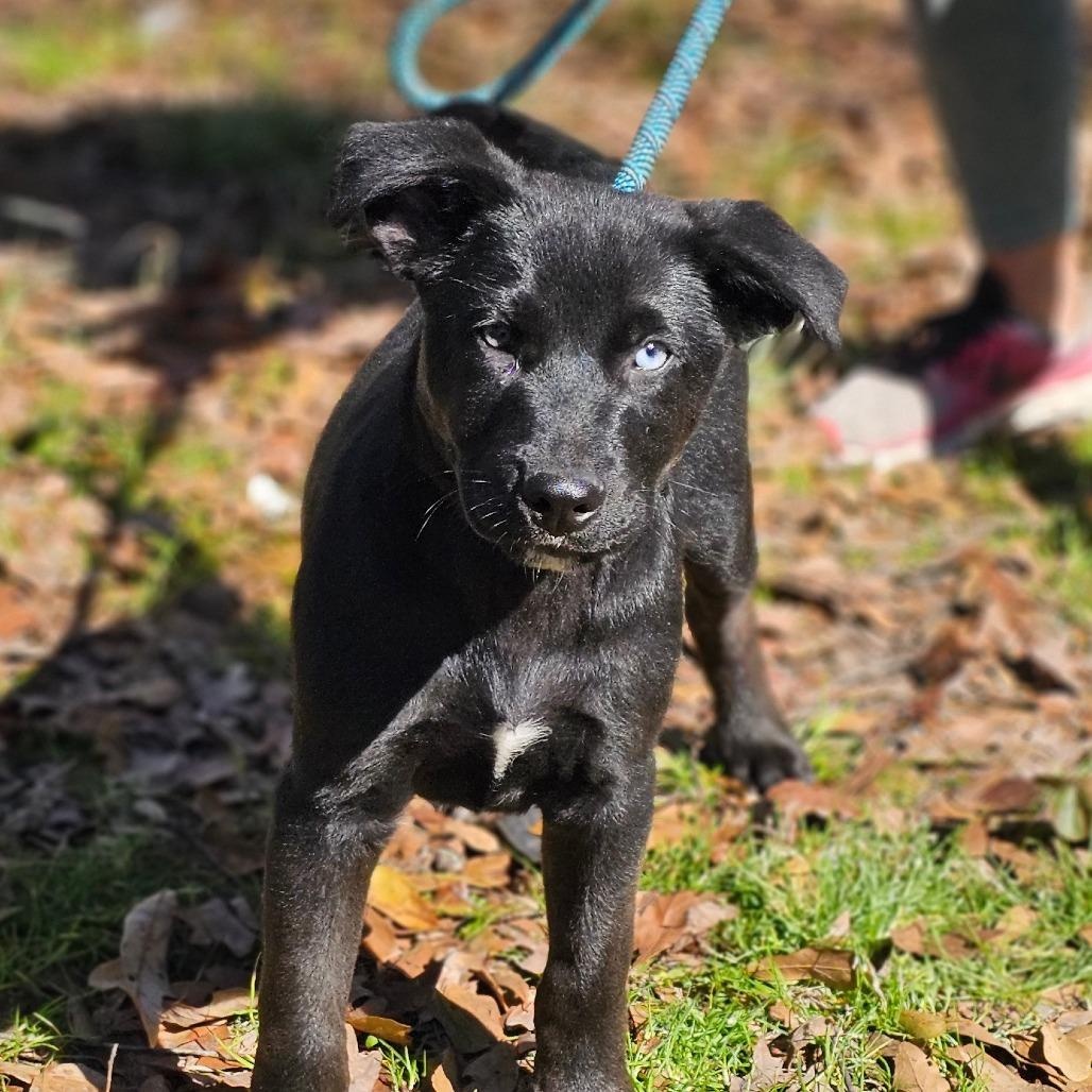 Finnick — thumbnail 2