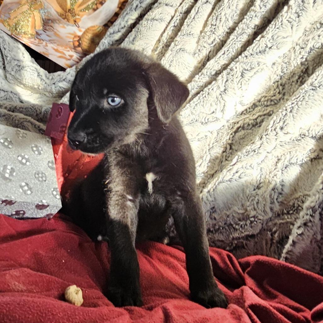 Finnick — thumbnail 4