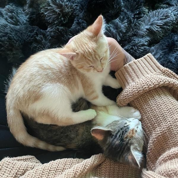 Enlarge Ursula (f) 3mths old red tabby, a Adoptable Domestic Short Hair in Ottawa, ON image 2/6