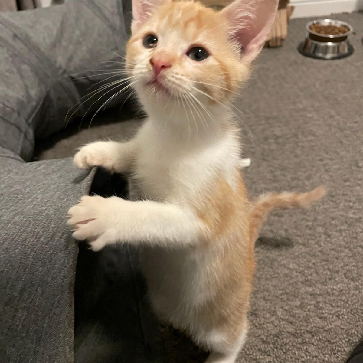 Enlarge Ursula (f) 3mths old red tabby, a Adoptable Domestic Short Hair in Ottawa, ON image 4/6