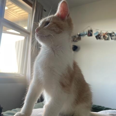 Enlarge Ursula (f) 3mths old red tabby, a Adoptable Domestic Short Hair in Ottawa, ON image 1/6