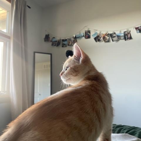 Enlarge Ursula (f) 3mths old red tabby, a Adoptable Domestic Short Hair in Ottawa, ON image 3/6