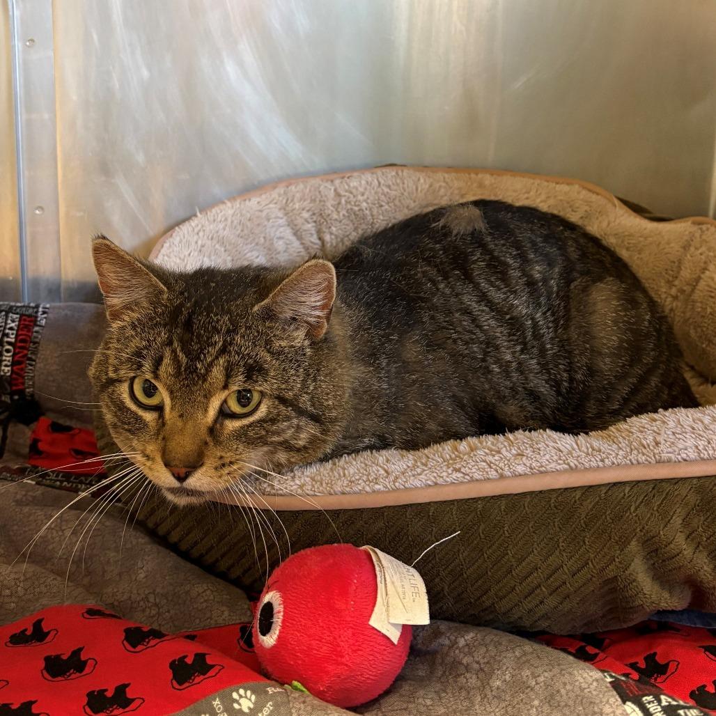 Paperclip, Adoptable, Adult Male Domestic Short Hair.