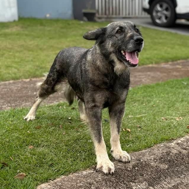 Enlarge Mikaela, a ADOPTABLE mixed breed in Baldwin, MD image 2/4