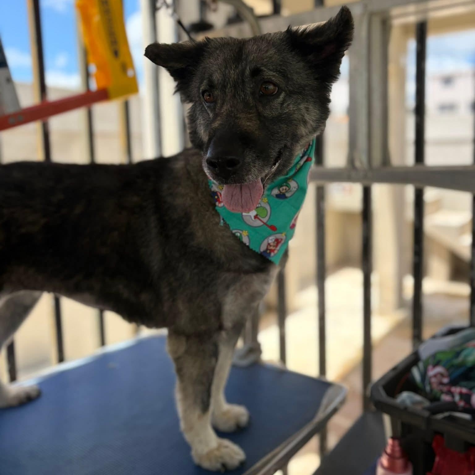 Enlarge Mikaela, a ADOPTABLE mixed breed in Baldwin, MD image 4/4