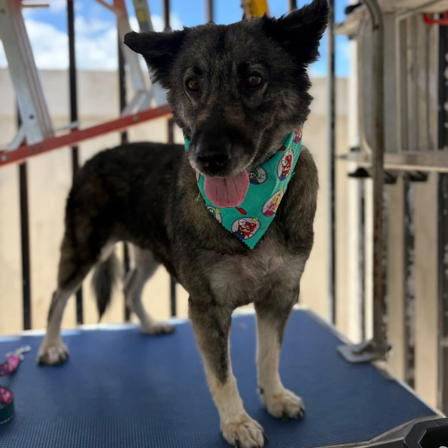 Mikaela, ADOPTABLE, Adult Female Shepherd.