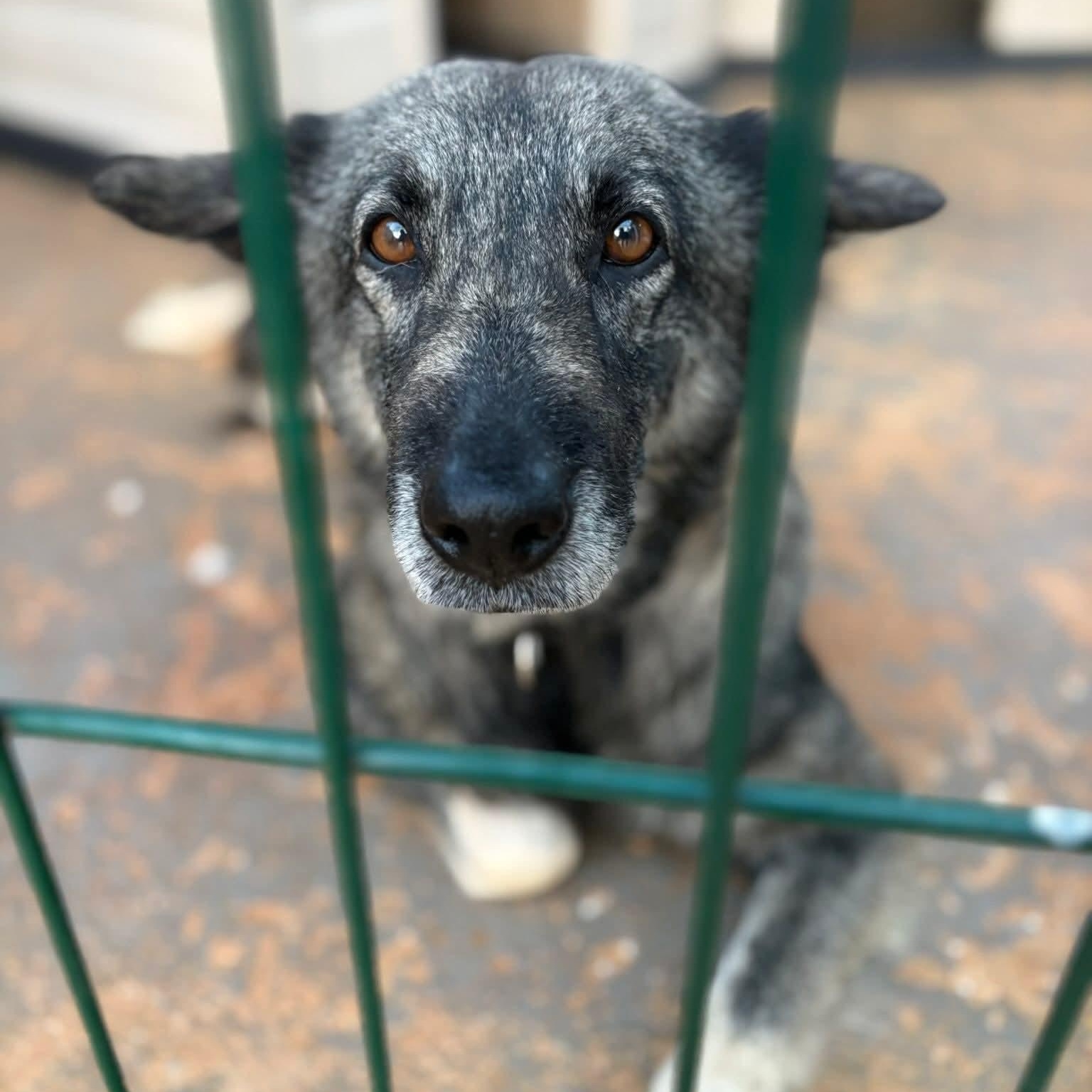 Enlarge Mikaela, a ADOPTABLE mixed breed in Baldwin, MD image 3/4