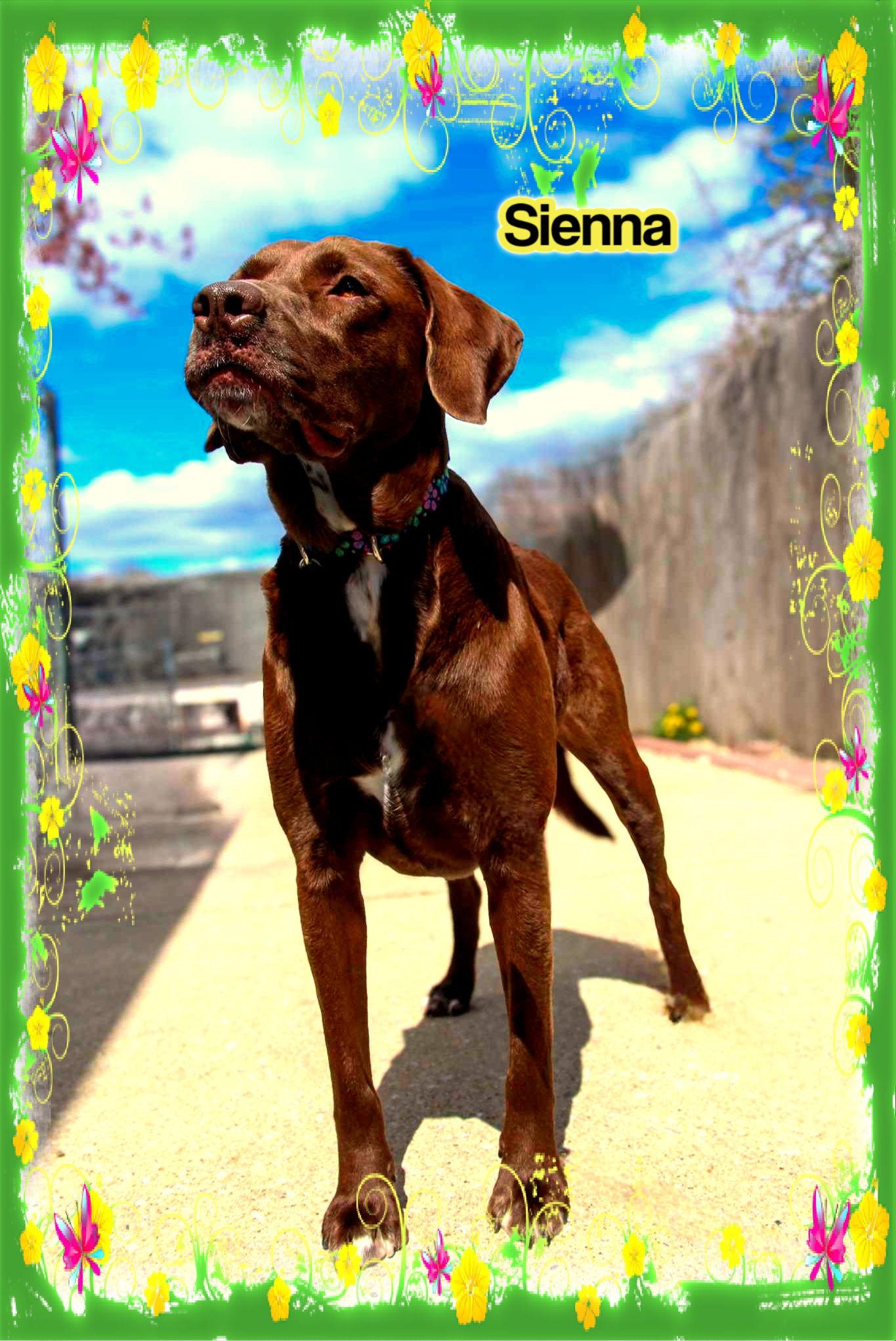 Sienna, Adoptable, Adult Female Labrador Retriever & Chesapeake Bay Retriever.