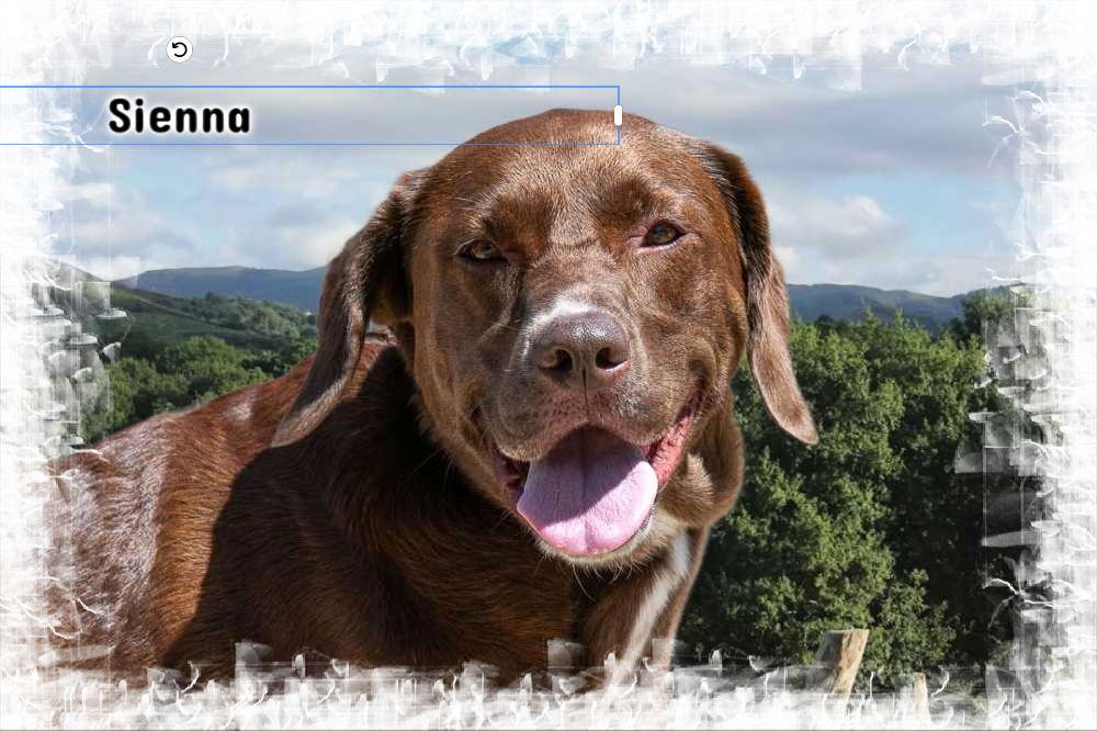 Enlarge Sienna, a Adoptable mixed breed in New Castle, DE image 3/3