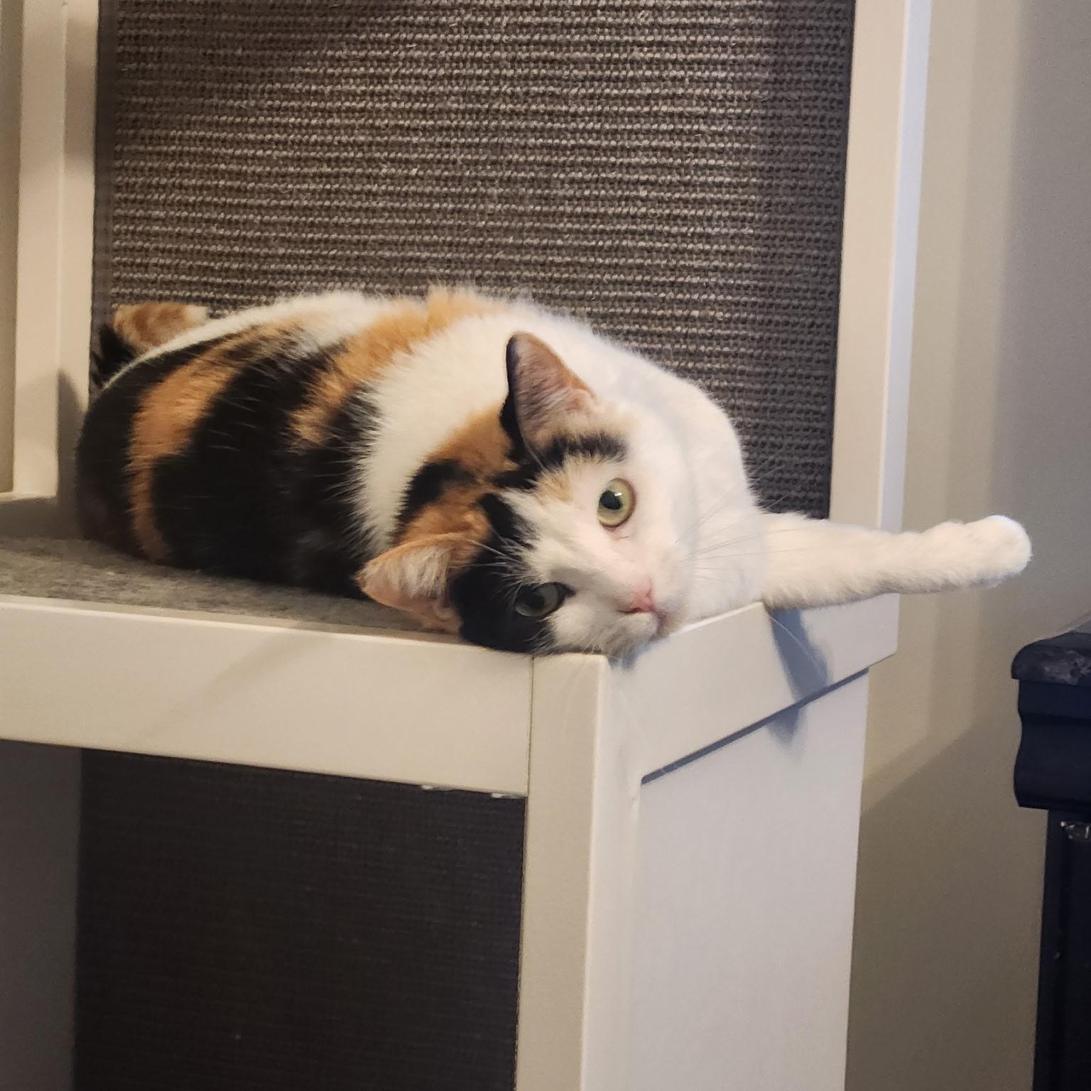 Kiki, Adoptable, Adult Female Domestic Short Hair.
