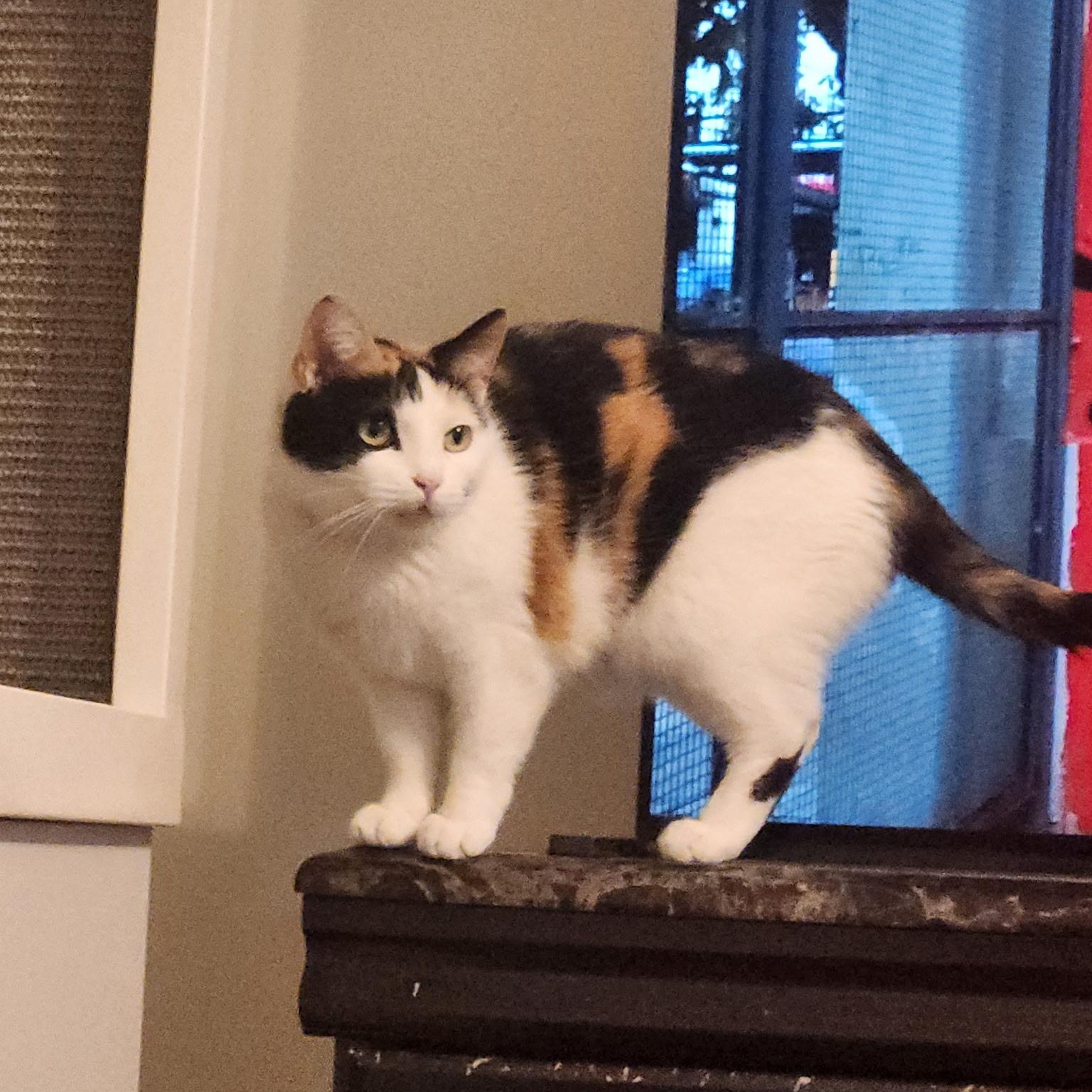 Kiki, a Adoptable Domestic Short Hair in Menasha, WI image 6/6