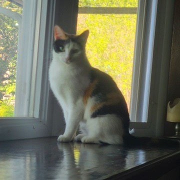 Kiki, a Adoptable Domestic Short Hair in Menasha, WI image 2/6