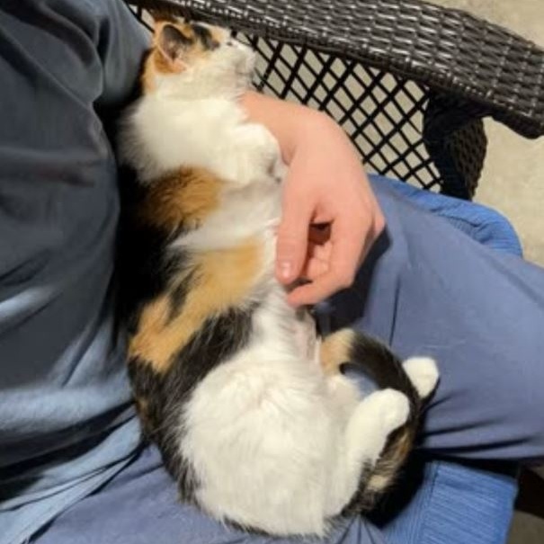 Kiki, a Adoptable Domestic Short Hair in Menasha, WI image 4/6