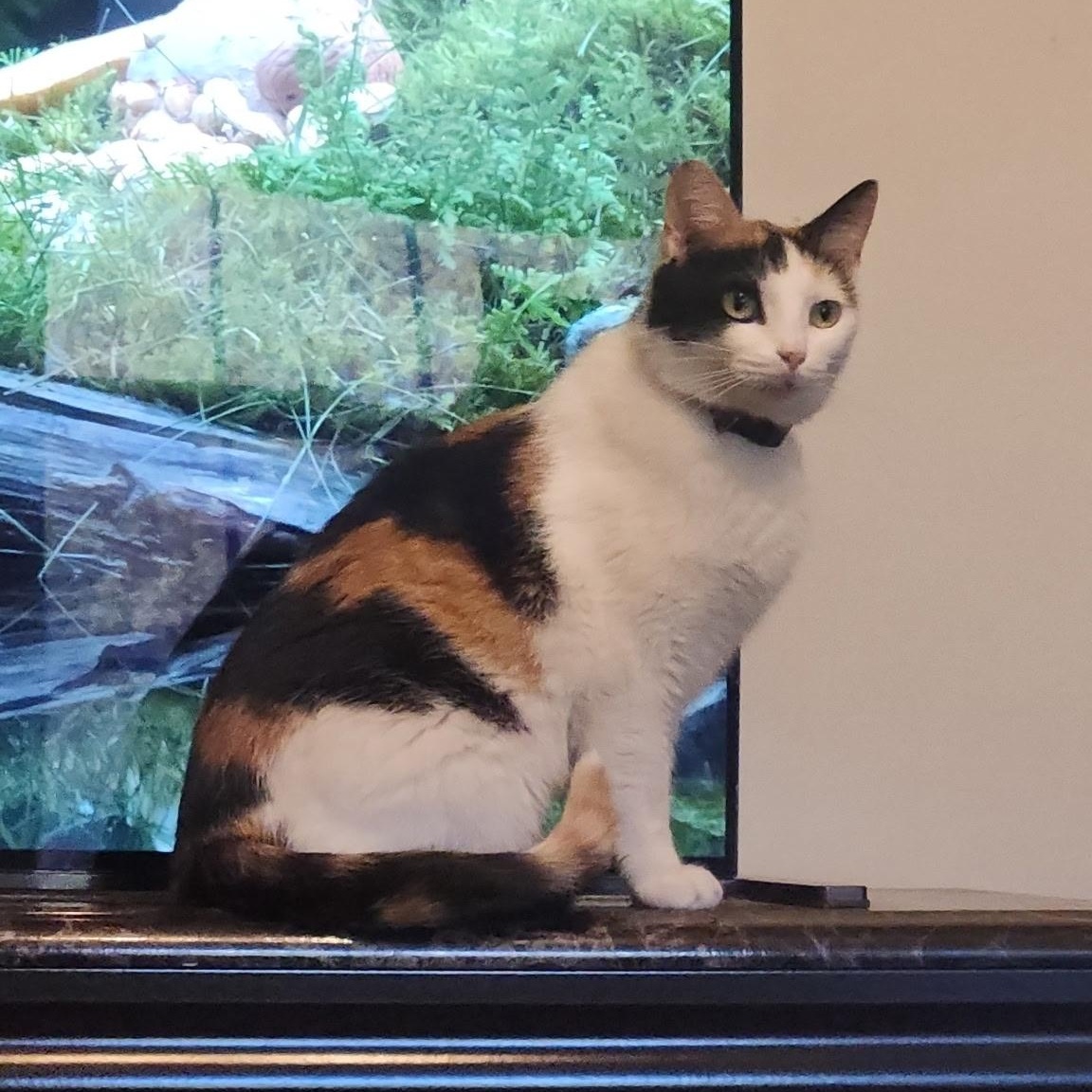 Kiki, a Adoptable Domestic Short Hair in Menasha, WI image 5/6