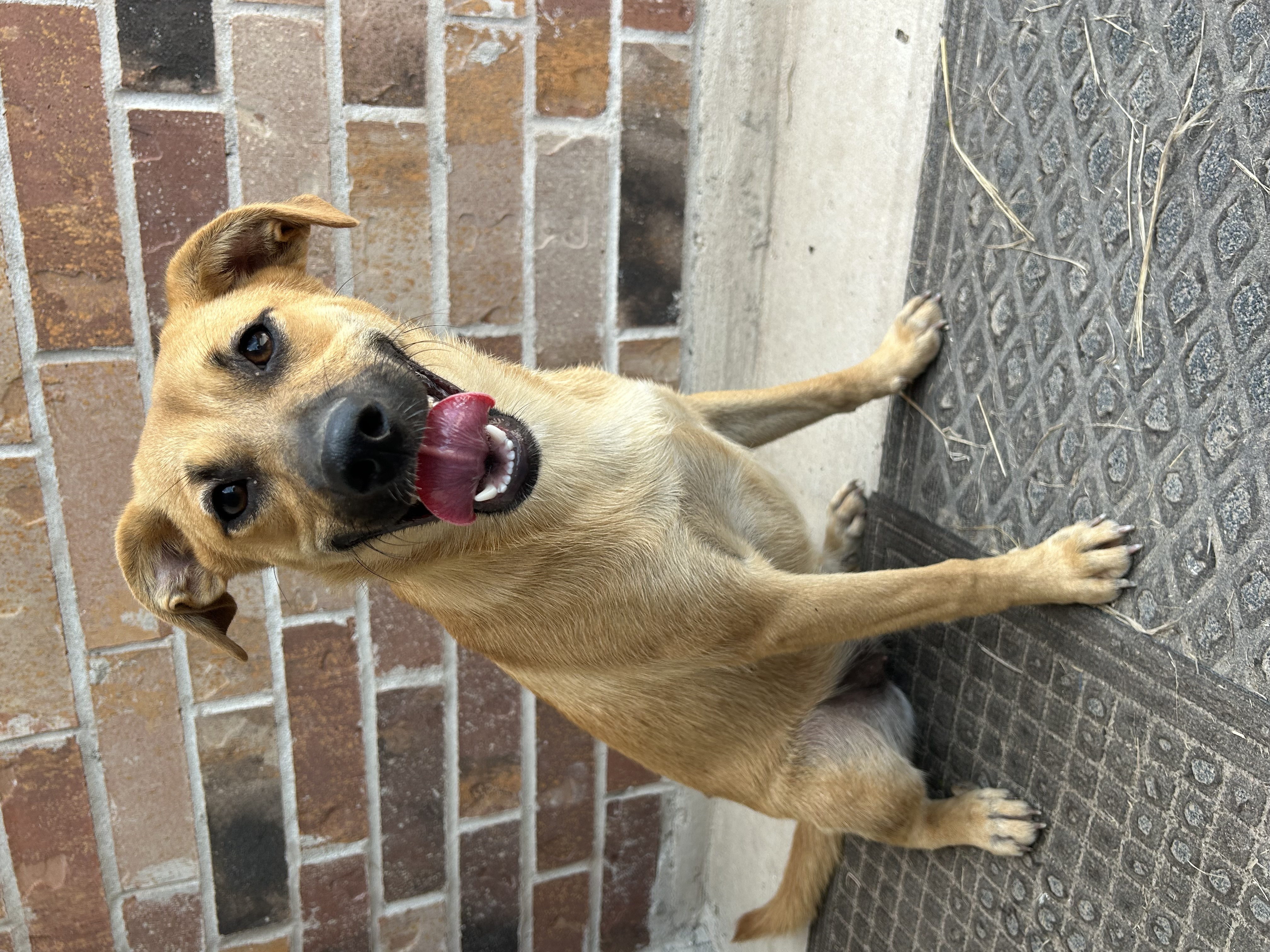 Hermione, an adoptable Black Mouth Cur in Harlingen, TX, 78550 | Photo Image 3