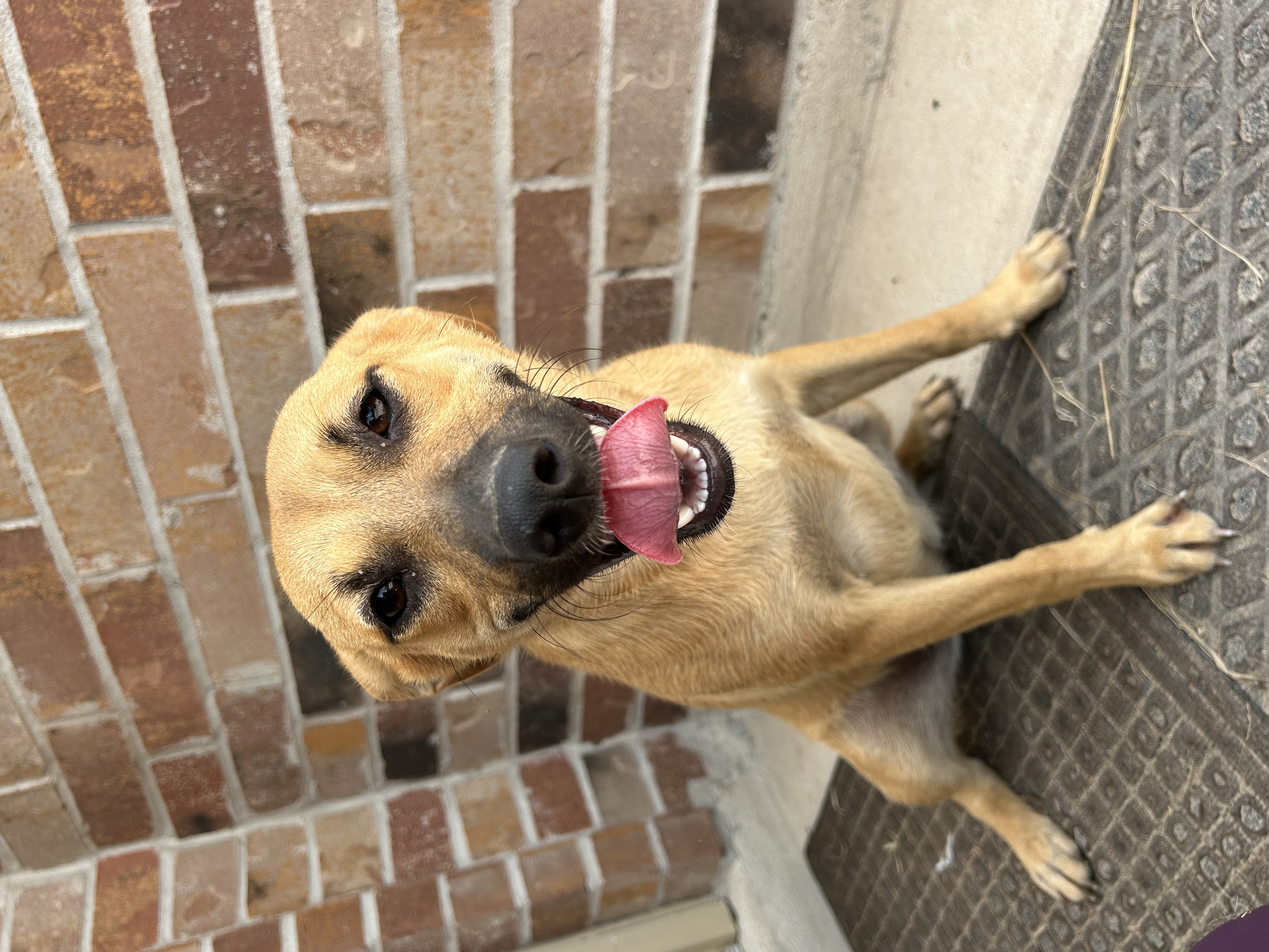 Hermione, an adoptable Black Mouth Cur in Harlingen, TX, 78550 | Photo Image 4