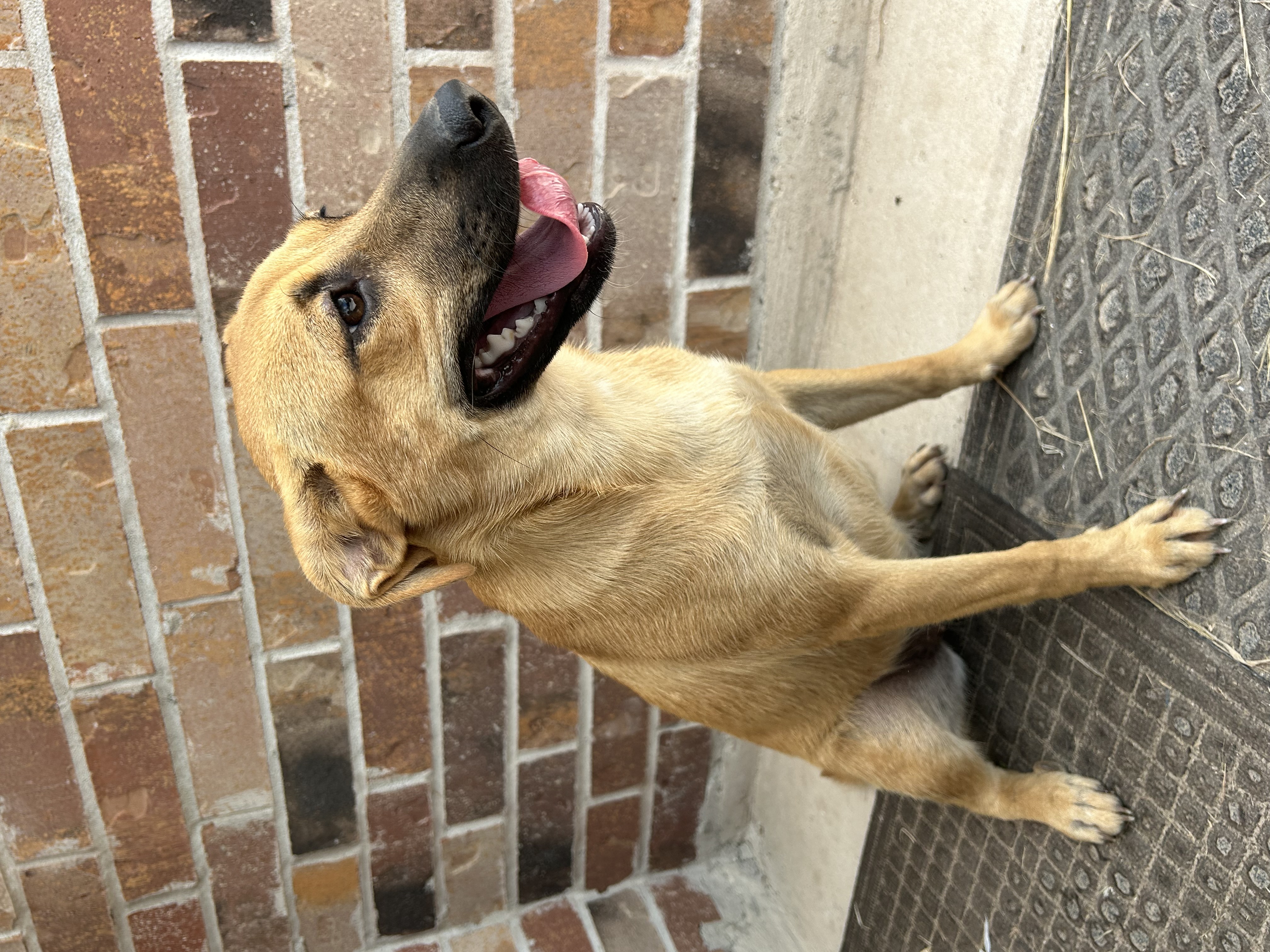 Hermione, an adoptable Black Mouth Cur in Harlingen, TX, 78550 | Photo Image 2