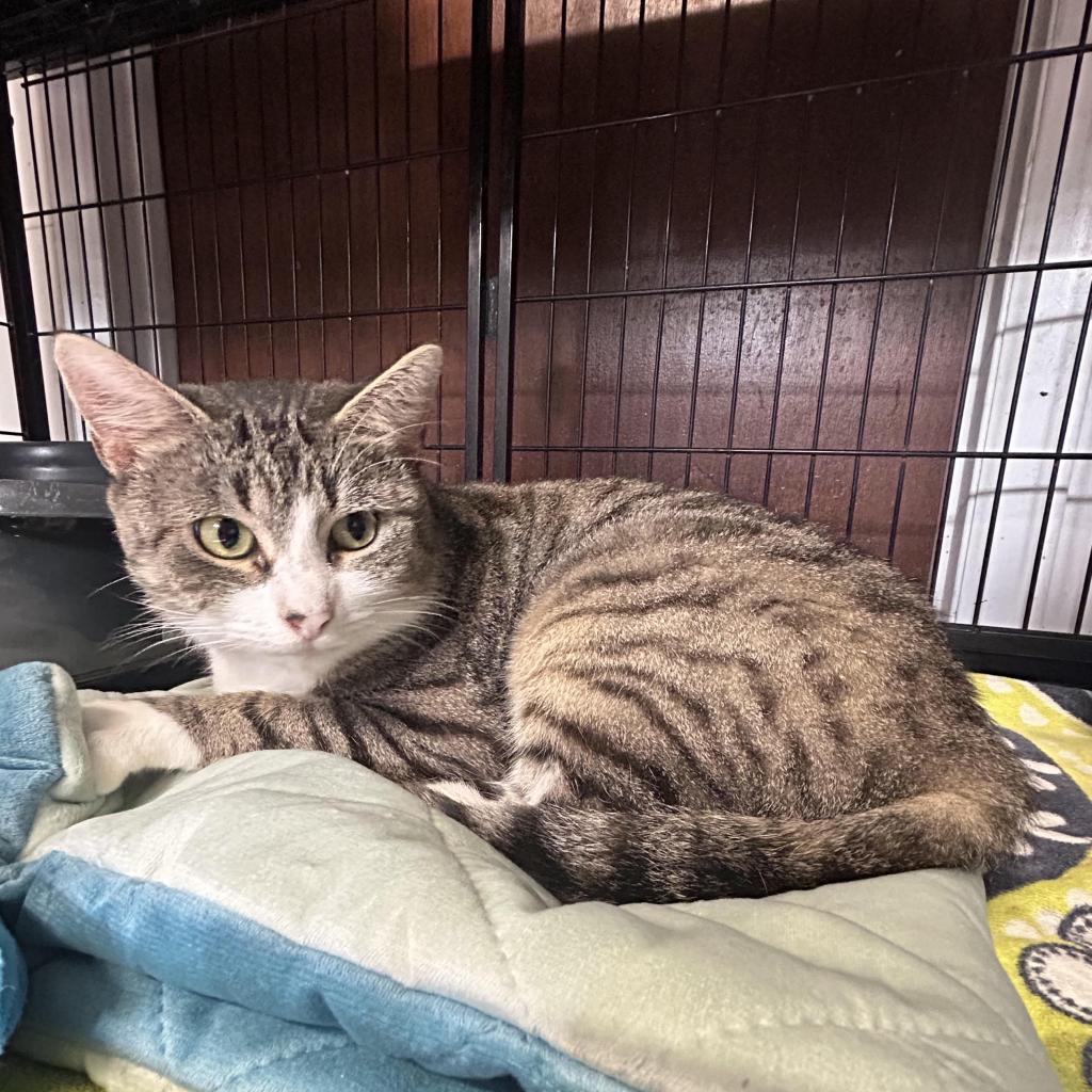 Bibble — thumbnail 4